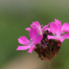 Dianthus carthusianorum