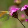 Dianthus carthusianorum – Image 2