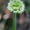 Allium victorialis / Ail victorial