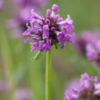 Betonica officinalis / Bétoine officinale – Image 2