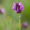 Betonica officinalis / Bétoine officinale – Image 3