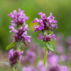 Betonica officinalis / Bétoine officinale – Image 4