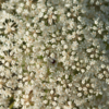 Daucus carota