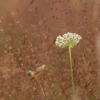 Daucus carota – Image 5