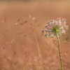 Daucus carota – Image 4