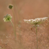 Daucus carota – Image 3
