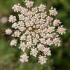 Daucus carota – Image 2