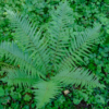 Dryopteris filix-mas – Image 3