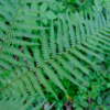 Dryopteris filix-mas – Image 4