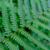Dryopteris filix-mas