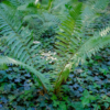 Dryopteris filix-mas – Image 5