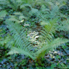 Dryopteris filix-mas – Image 6