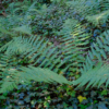 Dryopteris filix-mas – Image 7