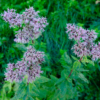 Eupatorium cannabinum – Image 4