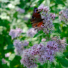 Eupatorium cannabinum – Image 3