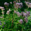 Eupatorium cannabinum – Image 5