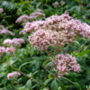 Eupatorium cannabinum – Image 2