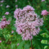 Eupatorium cannabinum