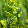 Euphorbia amygdaloïdes – Image 4