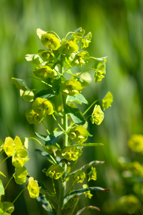 Euphorbia amygdaloïdes – Image 4