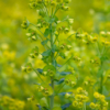 Euphorbia amygdaloïdes – Image 3