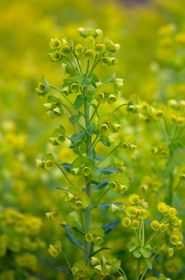 Euphorbia amygdaloïdes – Image 3