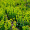 Euphorbia amygdaloïdes – Image 2