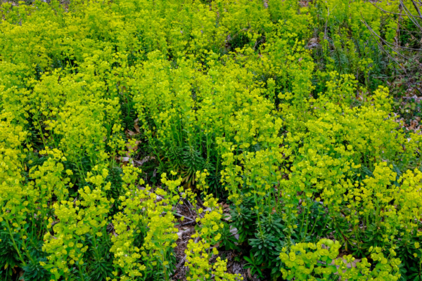 Euphorbia amygdaloïdes – Image 2