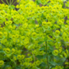 Euphorbia amygdaloïdes