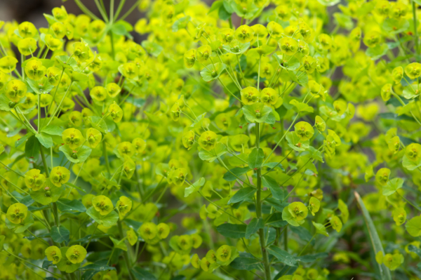 Euphorbia amygdaloïdes