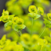 Euphorbia amygdaloïdes – Image 5