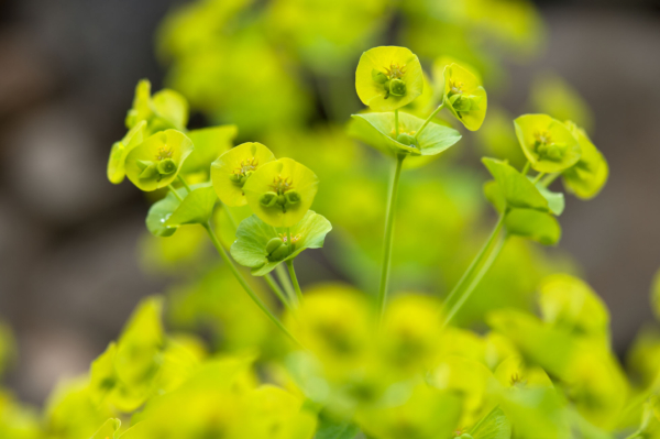 Euphorbia amygdaloïdes – Image 5