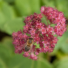 Hylotelephium telephium – Image 4