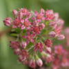 Hylotelephium telephium – Image 6