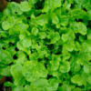Laitue feuille de chêne blonde de plein champ 'bowl verte' / Lactuca sativa var. crispa – Image 2