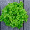 Laitue feuille de chêne blonde de plein champ 'bowl verte' / Lactuca sativa var. crispa