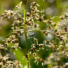 Luzula sylvatica – Image 4