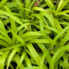 Luzula sylvatica