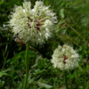 Allium victorialis / Ail victorial – Image 2