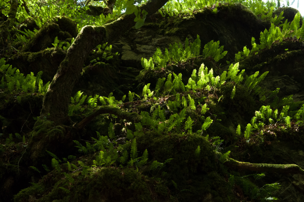 Polypodium vulgare - Polypode commun - Fougère rustique