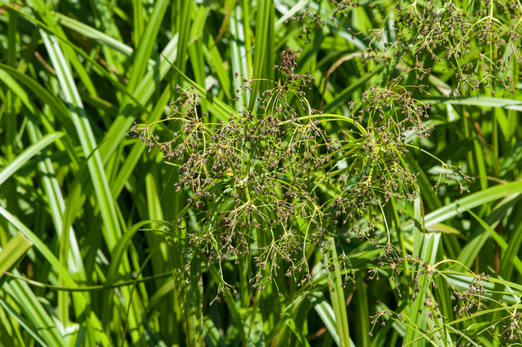 Scirpus Roylei Scirpus sylvaticus / Scirpe des bois - Pépinière Astrance