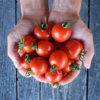 Tomate apéritif Délice des jardiniers / Solanum lycopersicum – Image 2