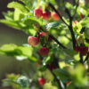 Vaccinium myrtillus – Image 3