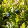 Vaccinium myrtillus – Image 2
