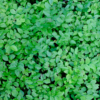 Vaccinium myrtillus – Image 4