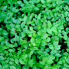 Vaccinium myrtillus