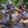 Basilic pourpre ou Basilic rouge Osmin / Ocimum basilicum var purpurascens – Image 2