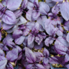 Basilic pourpre ou Basilic rouge Osmin / Ocimum basilicum var purpurascens