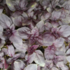 Basilic pourpre ou Basilic rouge Osmin / Ocimum basilicum var purpurascens – Image 4