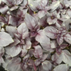 Basilic pourpre ou Basilic rouge Osmin / Ocimum basilicum var purpurascens – Image 3
